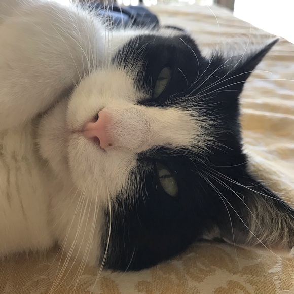 Meet your Posher, Addyson - Picture 1 of 1